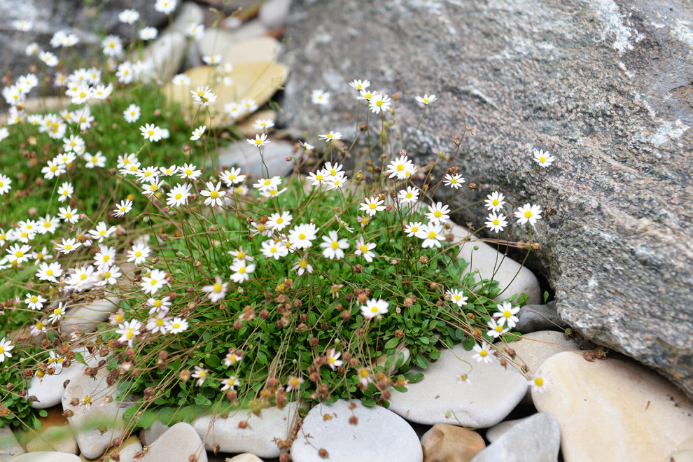 Духанино, 2015