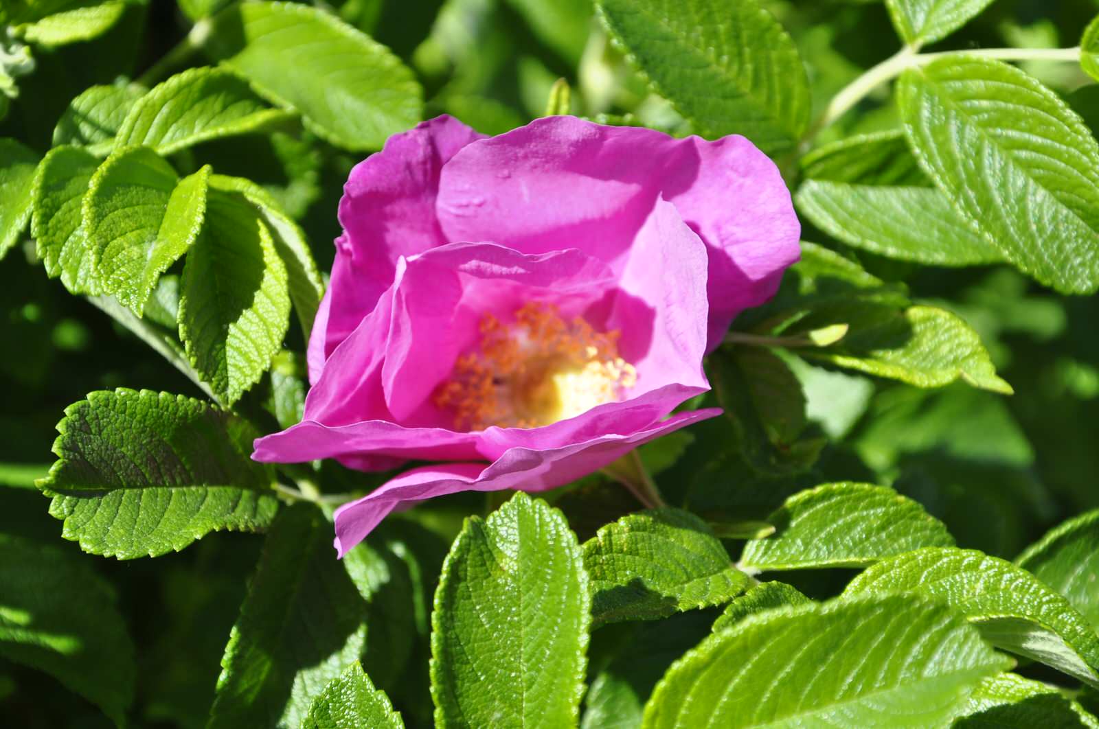 кп "Мелоди" - Уход за садом - 100% качество