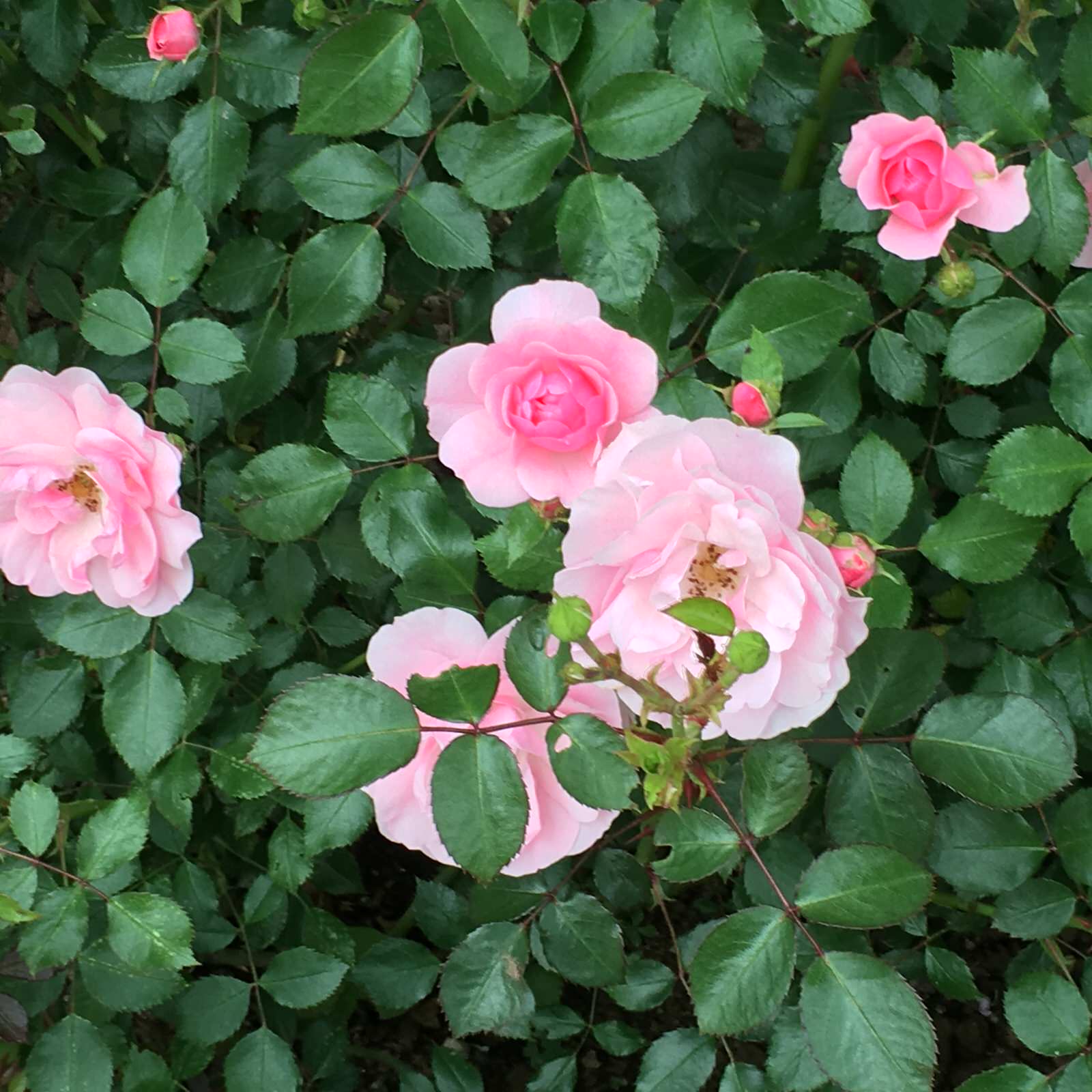 Проект "Сад  для Мамы"