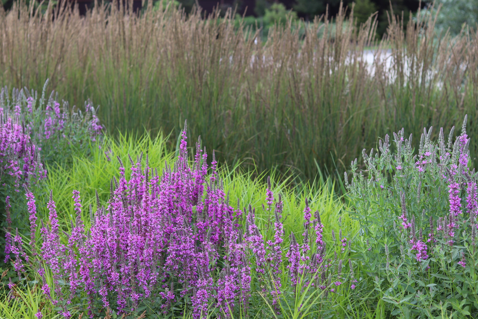 WB Берег пруда (май,июнь)