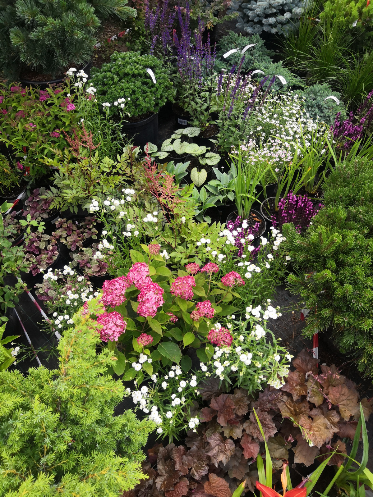 Landscape design of the territory (Moscow region, Sareevo village)