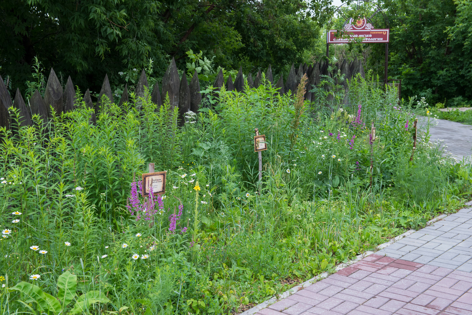 Цветник из аборигенных растений Томской области