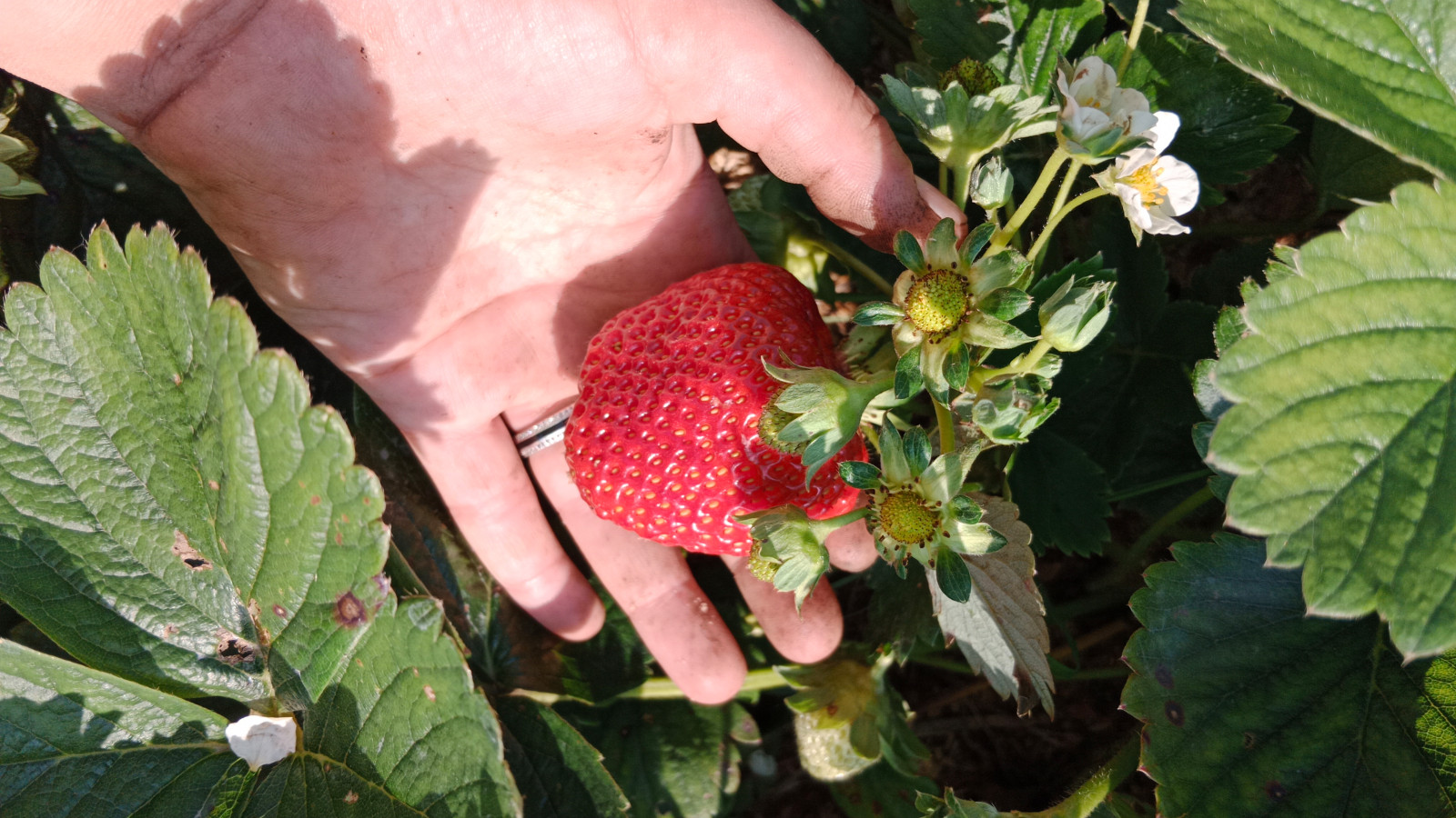 Серебрянный бор