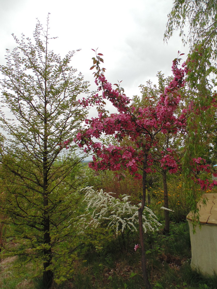 Наш собственный сад