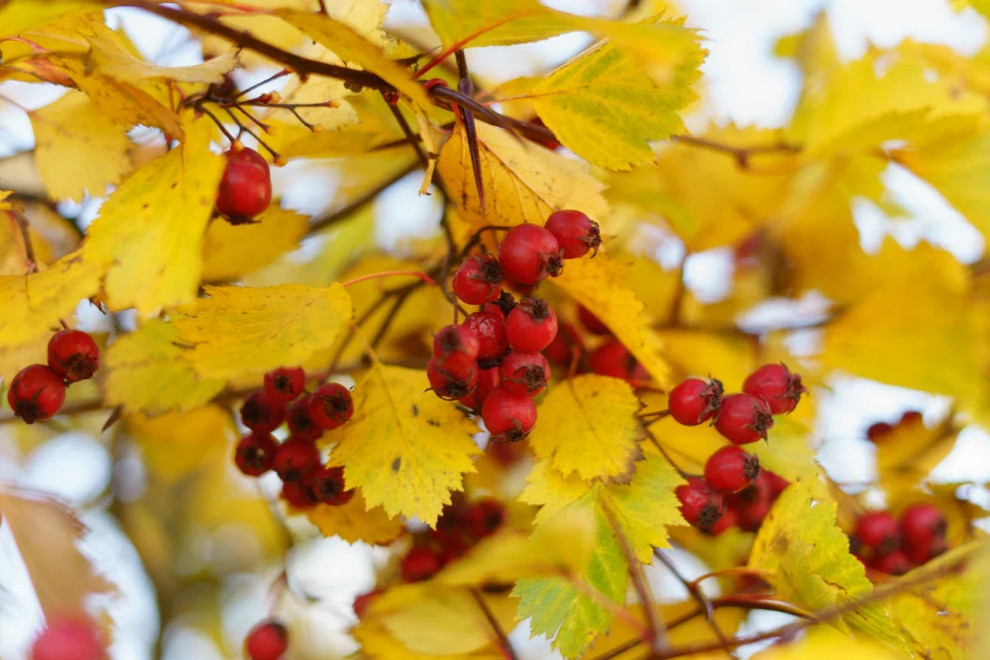 Обложка проекта: Горки парк