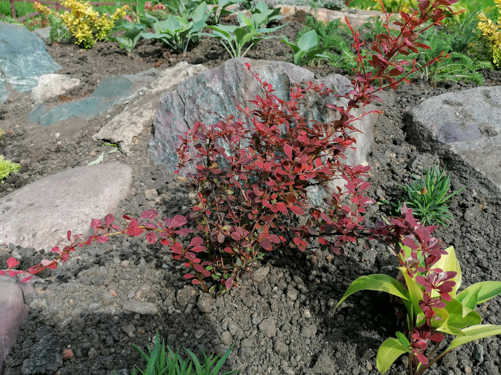 каменистый сад