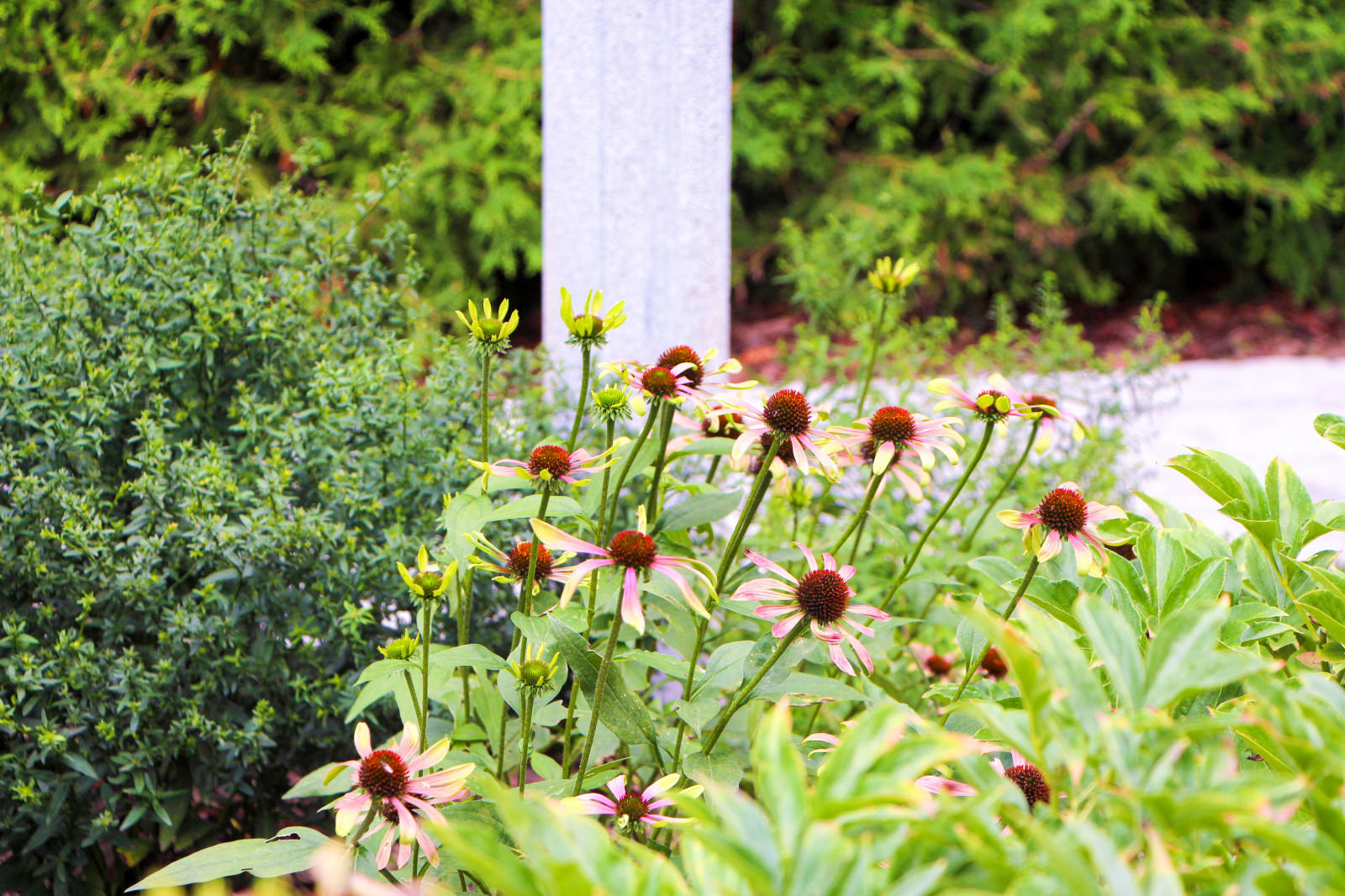 Долгопрудный, 2020 г.