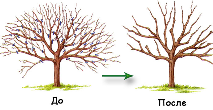 Азы садовода: Обрезка плодовых деревьев и кустарников