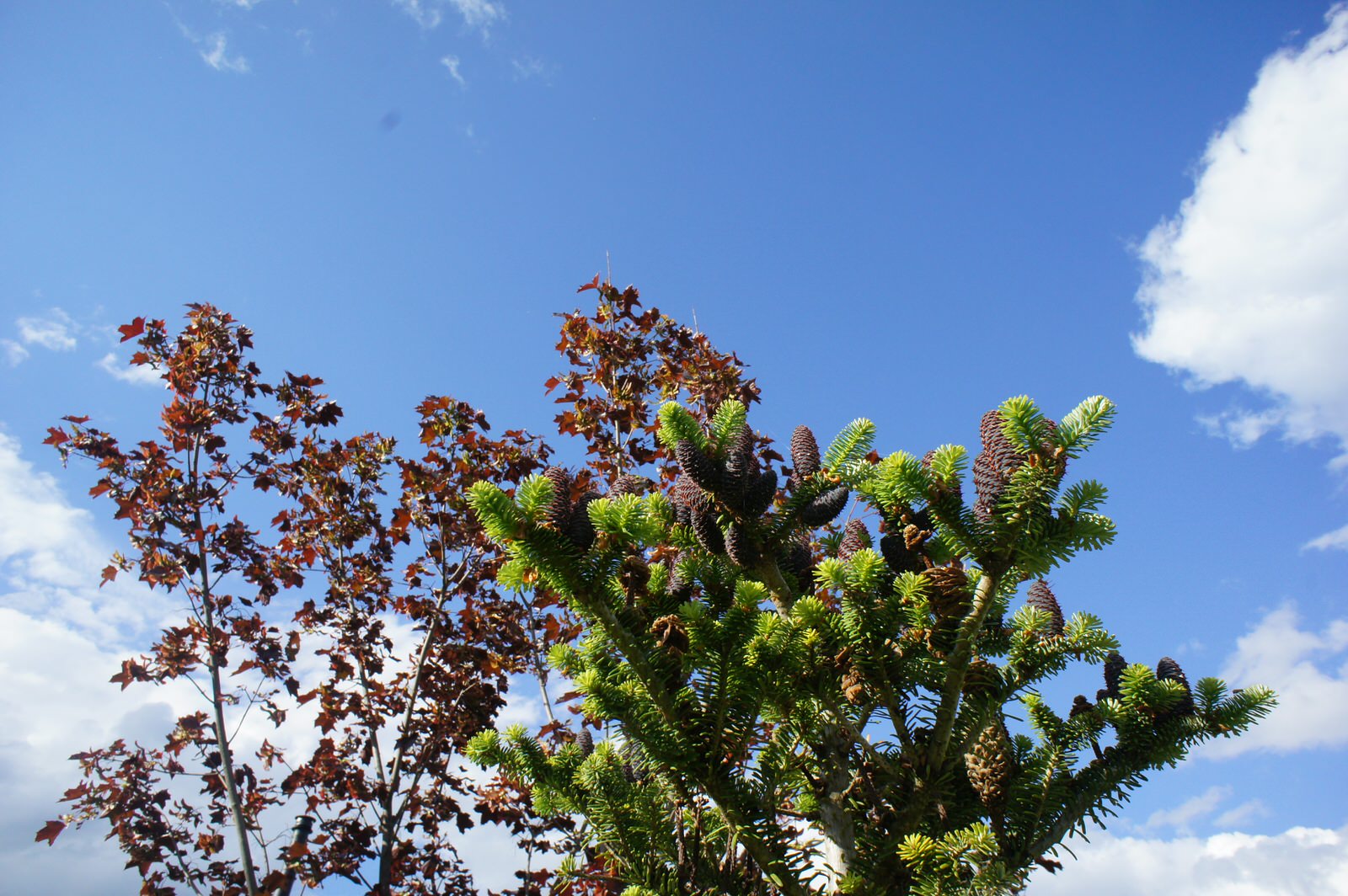 МОРЕСОЛНЦЕ