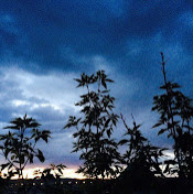 Дулма Цыбенова