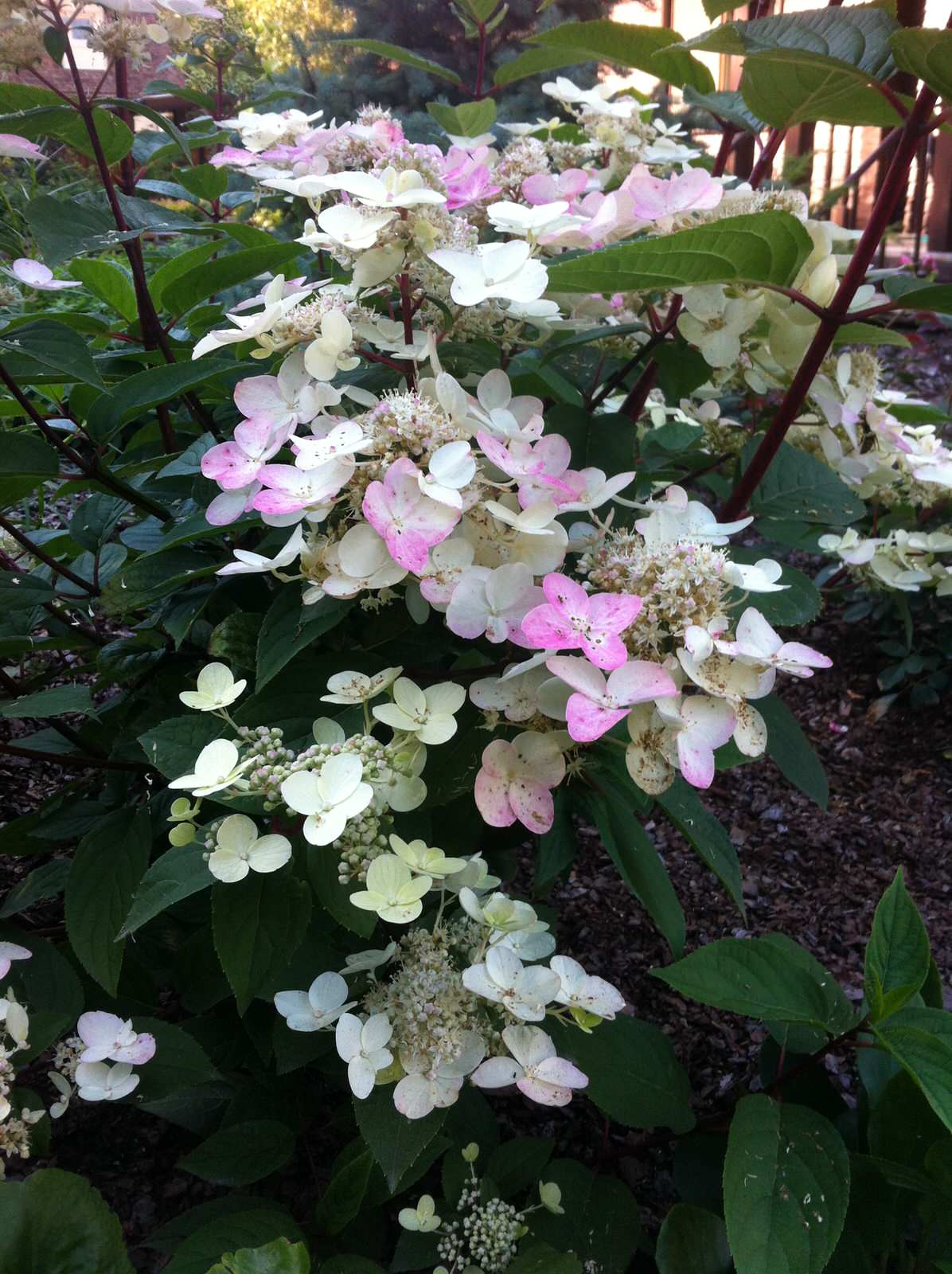 Портреты растений