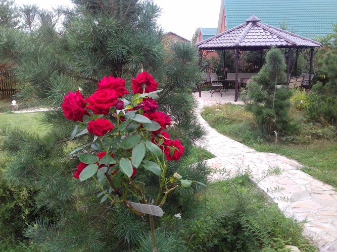 Заказать дизайн сада "Добрая сказка"-можно!