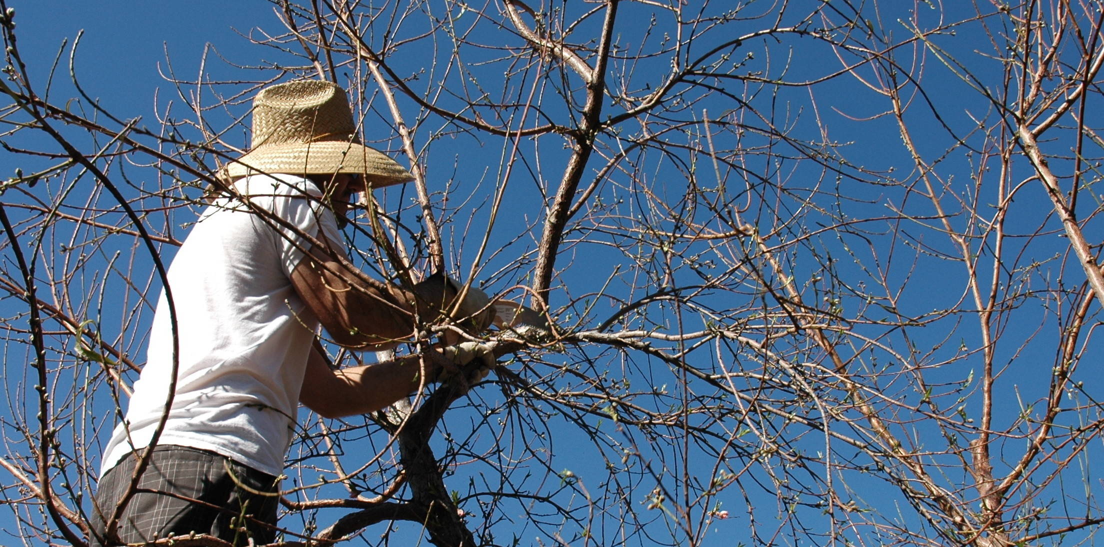 Работа над ошибками: Что пошло не так с плодовыми