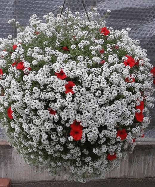 Цветы за окном квартиры: 9 готовых схем