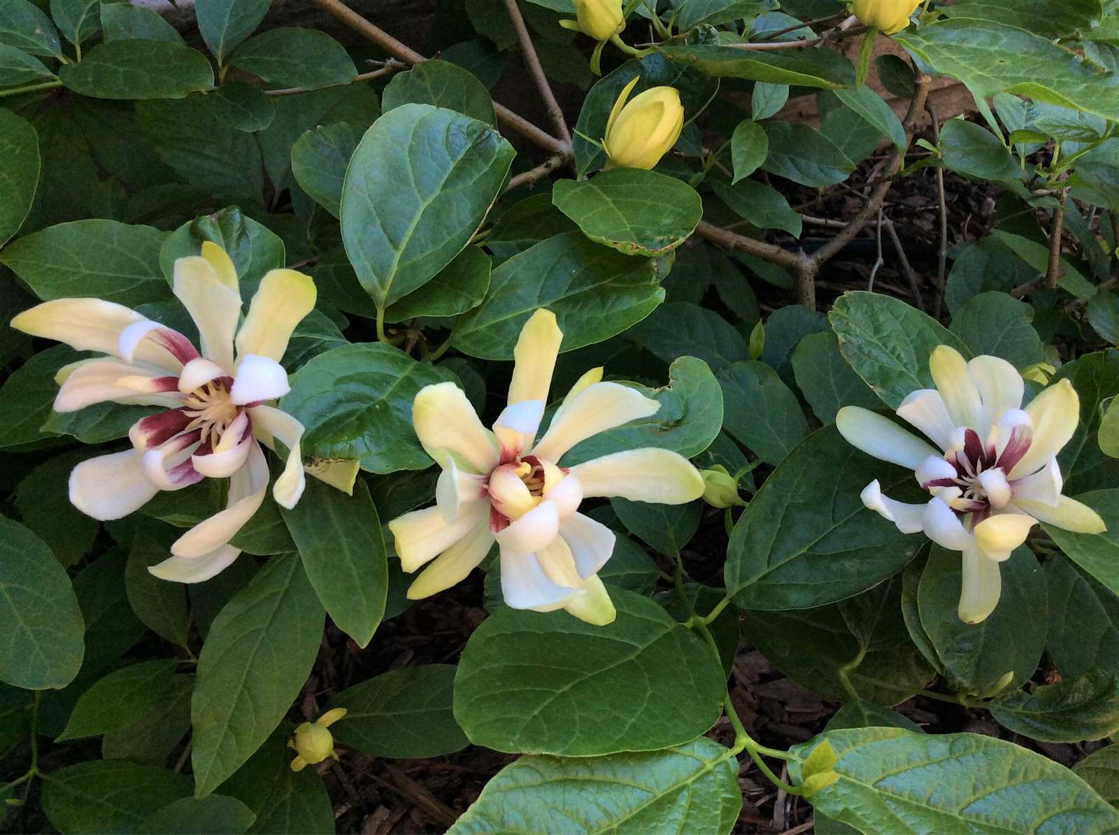 СНЫ О ЧЕМ_ТО БОЛЬШЕМ...