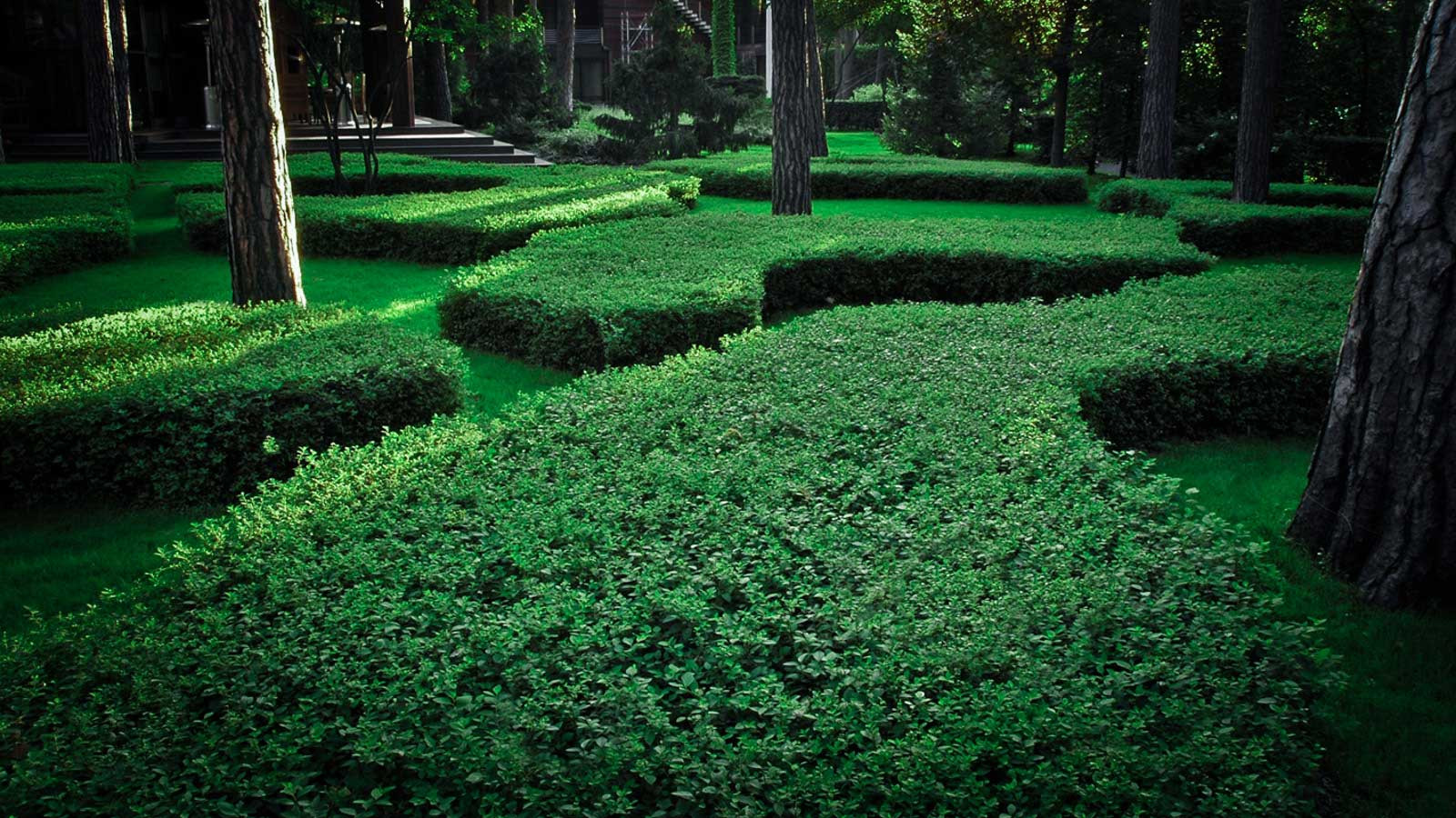 Серебряный бор