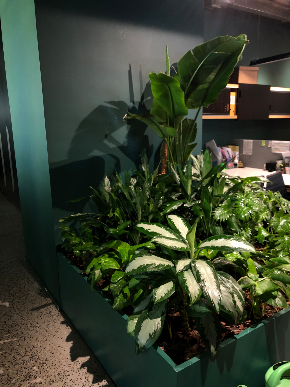 Обложка проекта: SANSA - озеленение и фитодизайн вашего пространства. Квартиры, дома, офисы, бизн