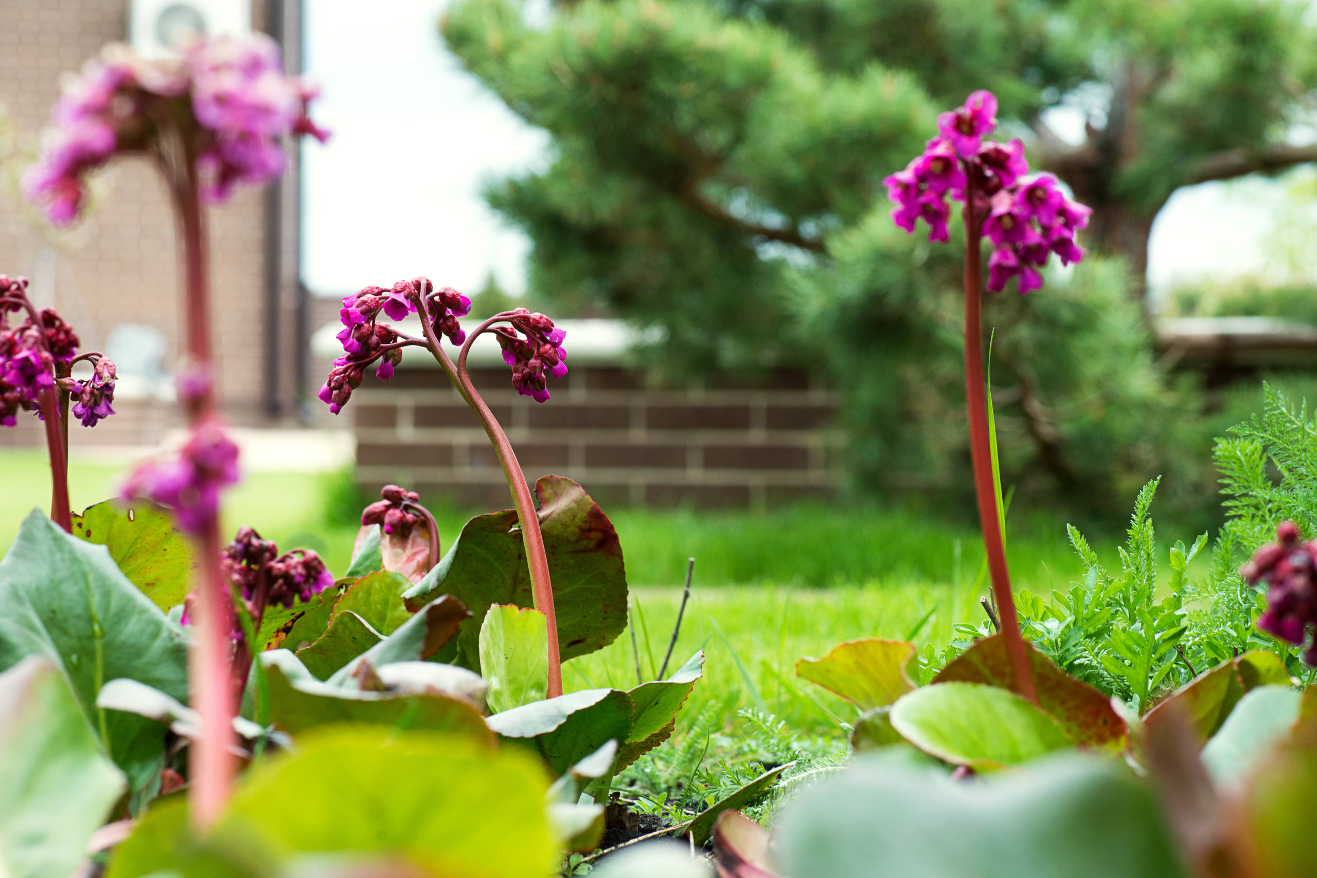 Проект недели: Три времени года в саду под Рязанью