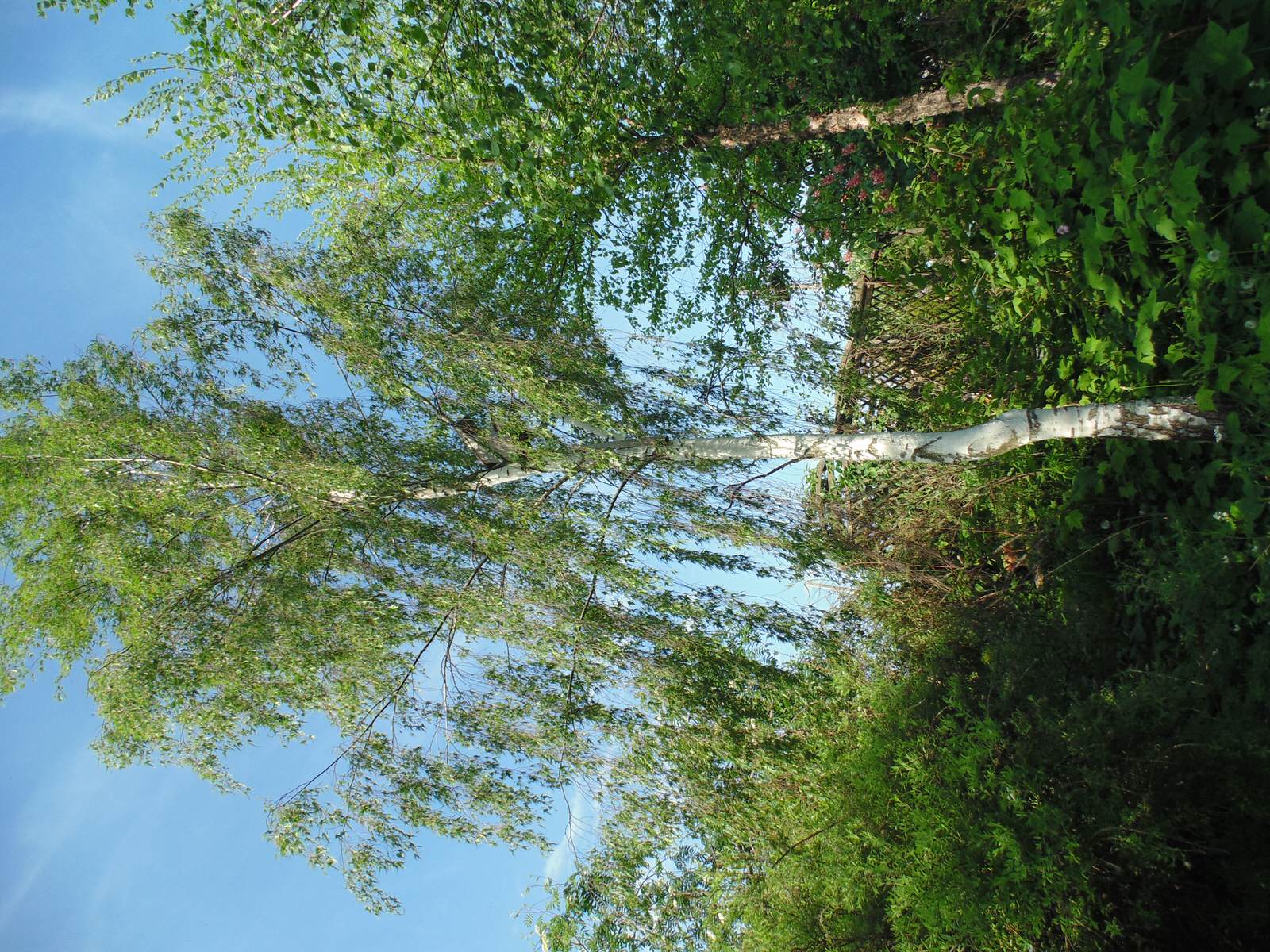 Наш собственный сад