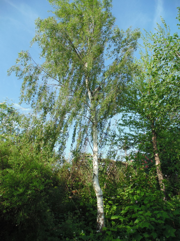 Наш собственный сад