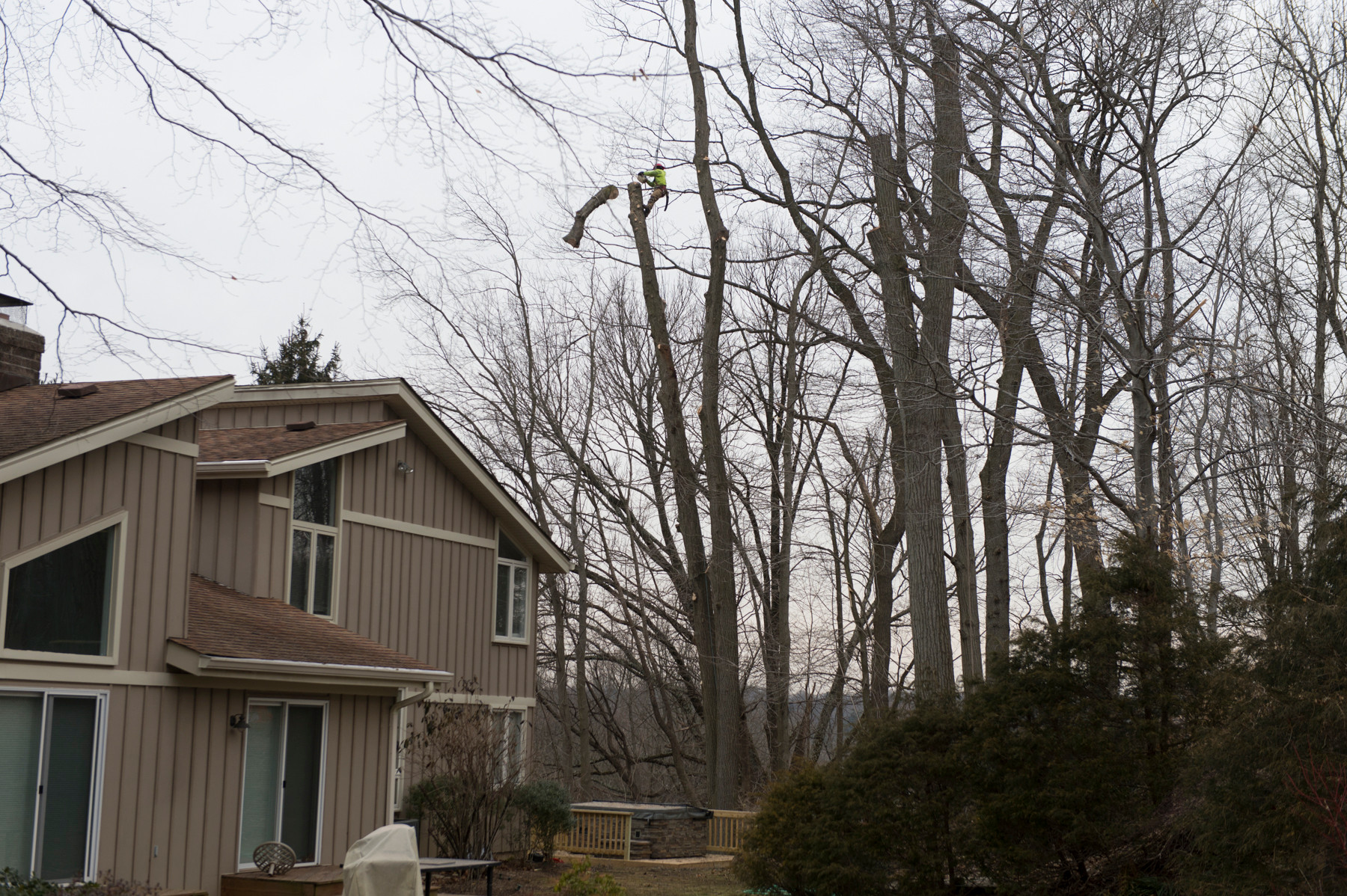 Рубить нельзя оставить: Что делать со взрослыми деревьями на даче