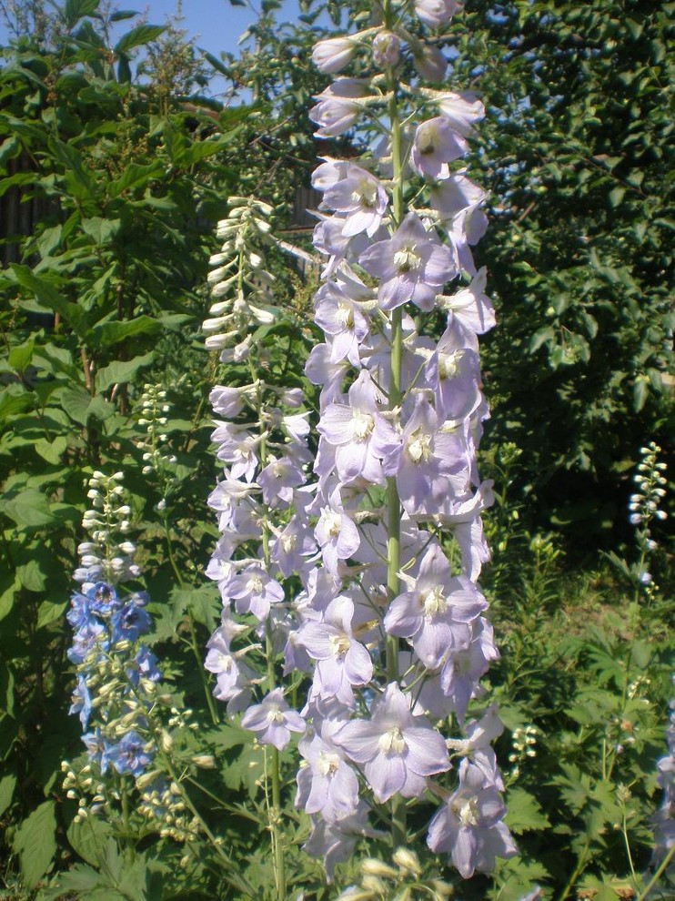 Хороший вопрос: Какие ядовитые растения (возможно) растут в вашем саду