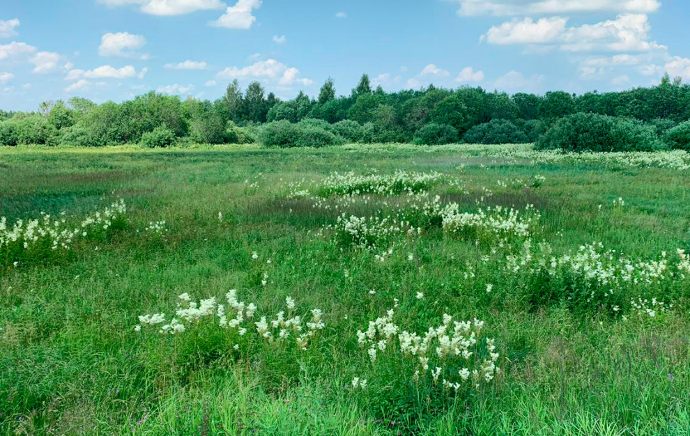 Участок на склоне с лугом и лесом