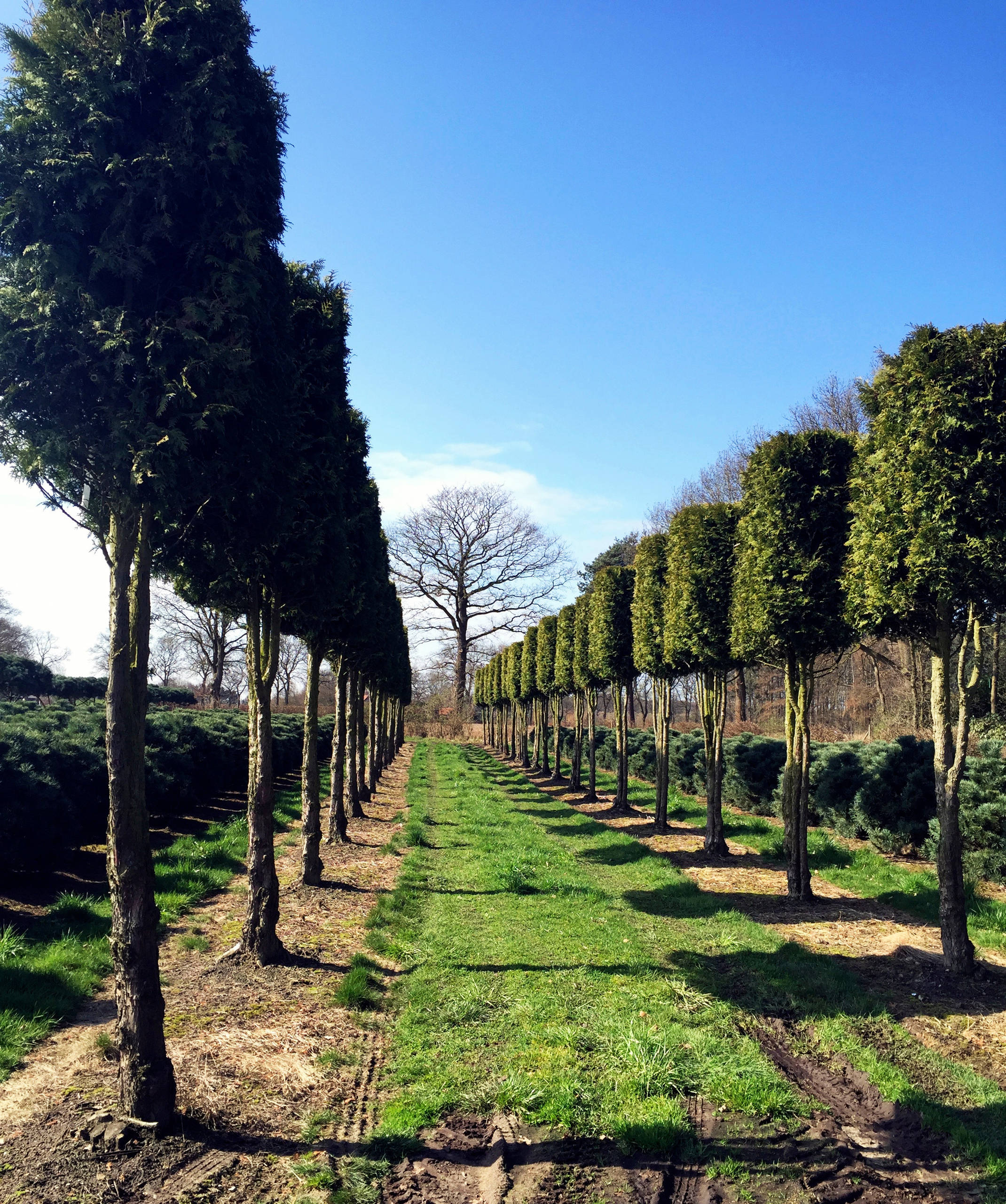 Вопрос: Как выбирать растения для сада