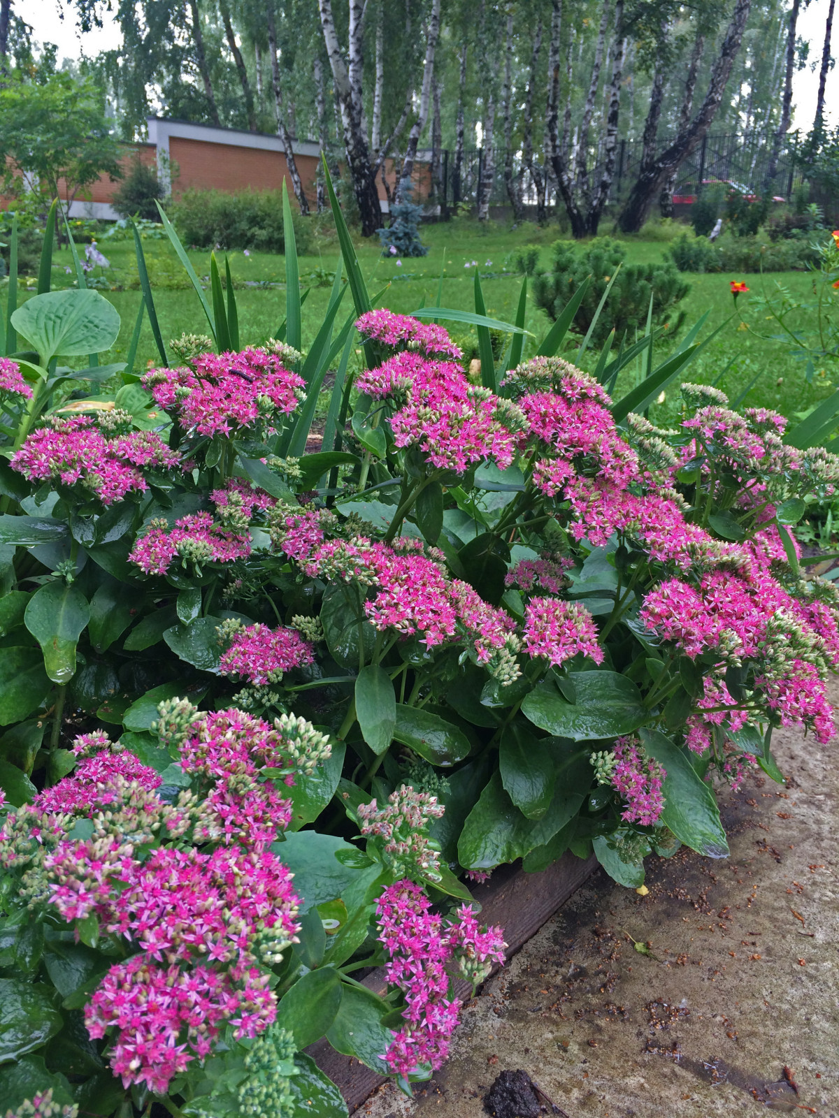 Сад с водоемом