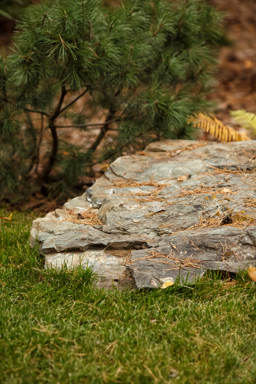 Ландшафт. Лесная погулка