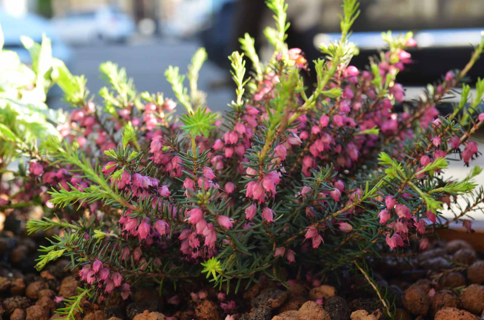 Обложка проекта: Озеленение входных групп