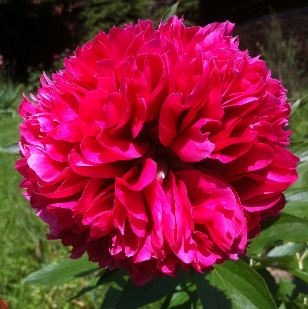 Пионы: выбираем подходящий сорт, высаживаем в грунт