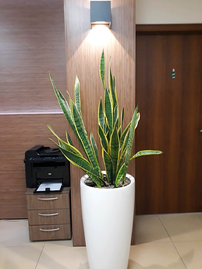 Обложка проекта: Интерьерное озеленение РБК