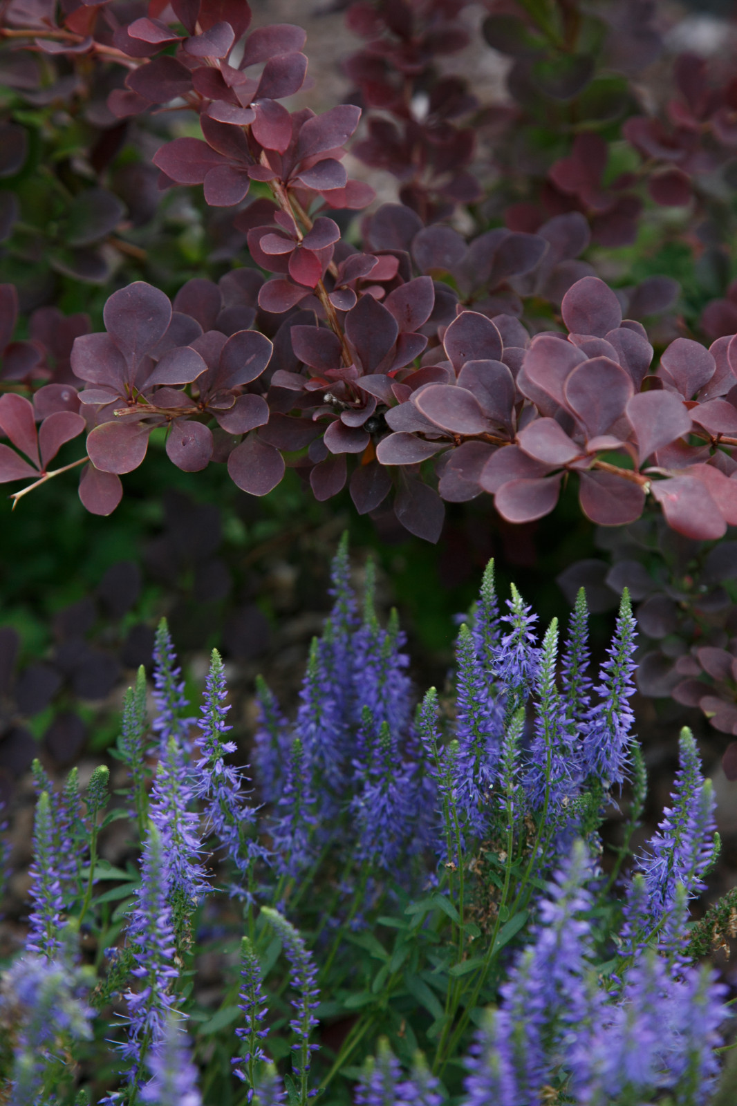 Портреты растений