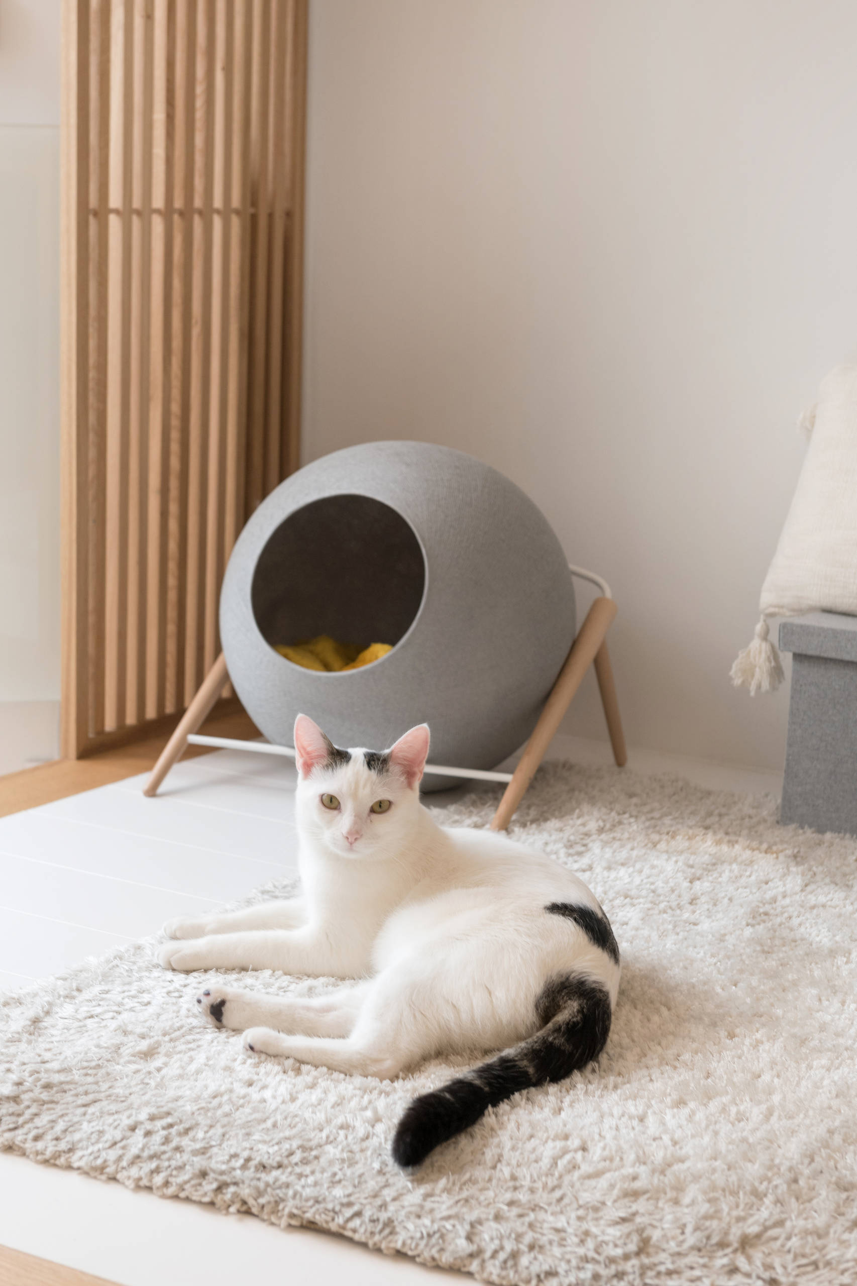 До и после: Французская студия 20 кв.м для девушки и кошки