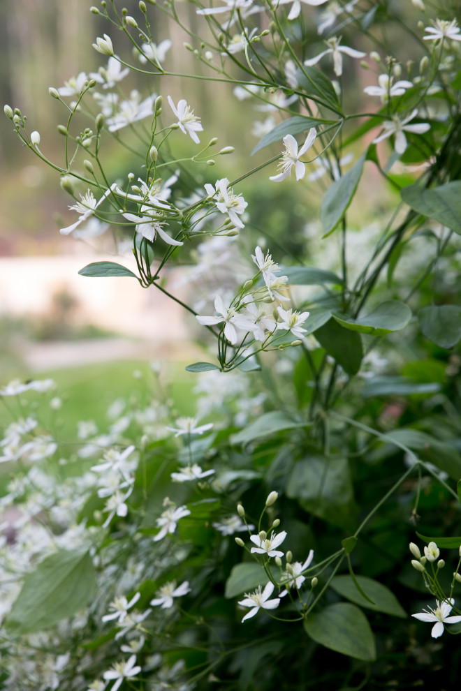 Портреты растений