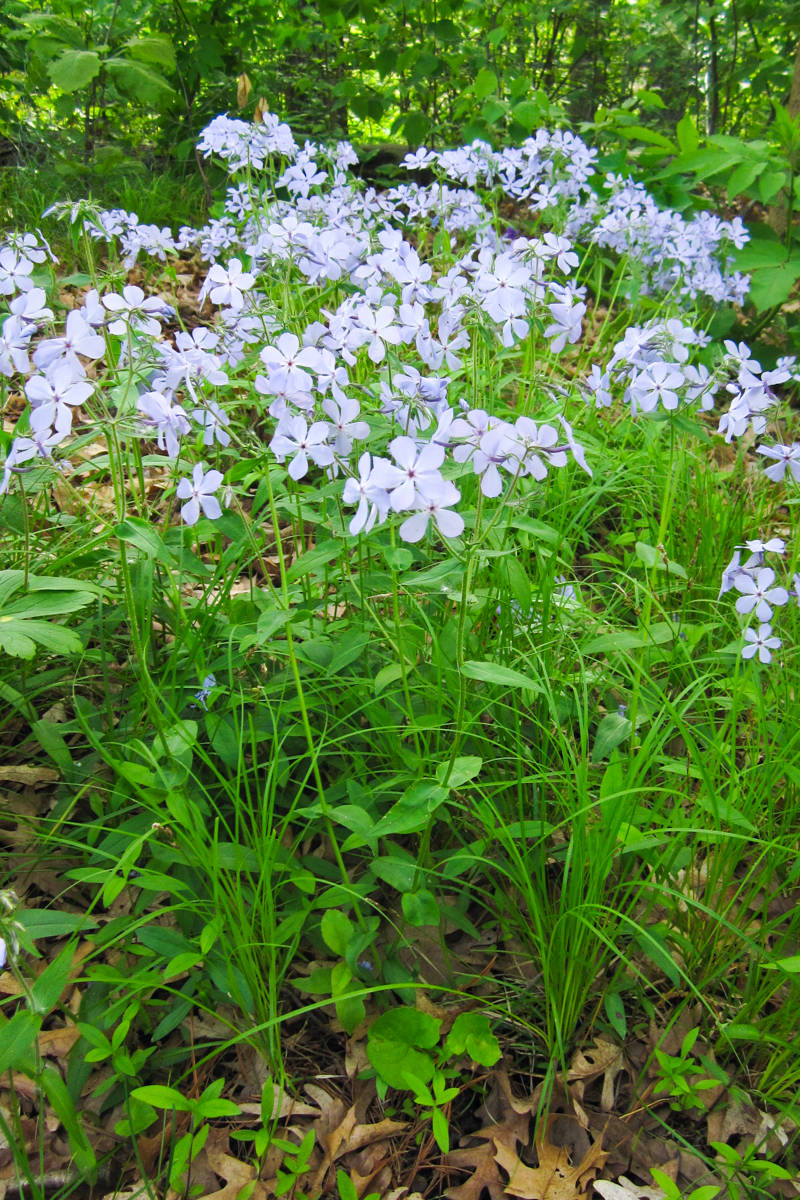 Растение месяца: Флокс метельчатый