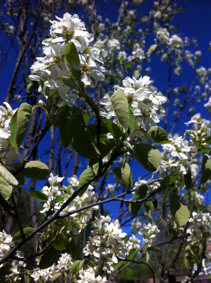 Портреты растений