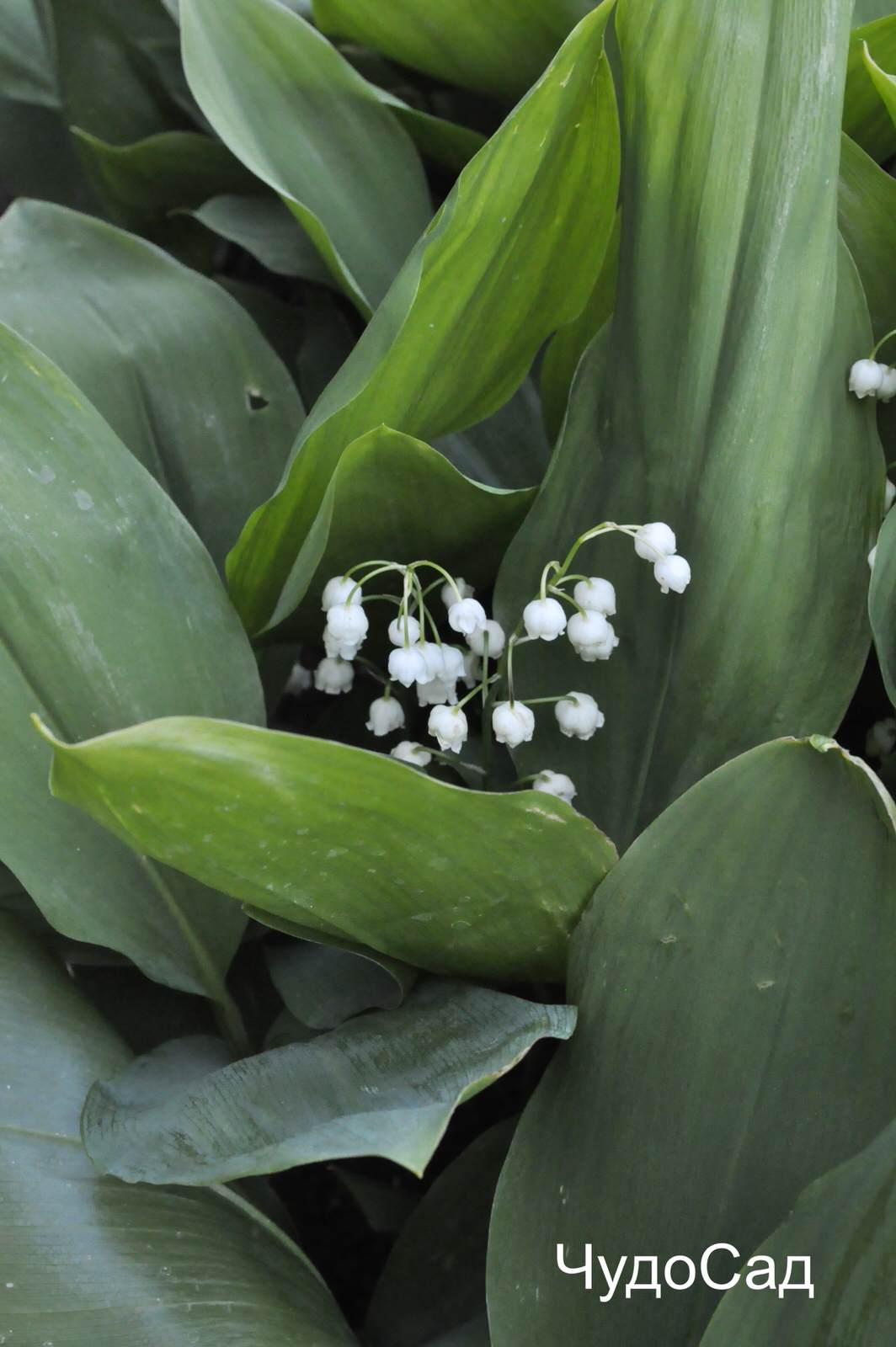 Ландышевая поляна