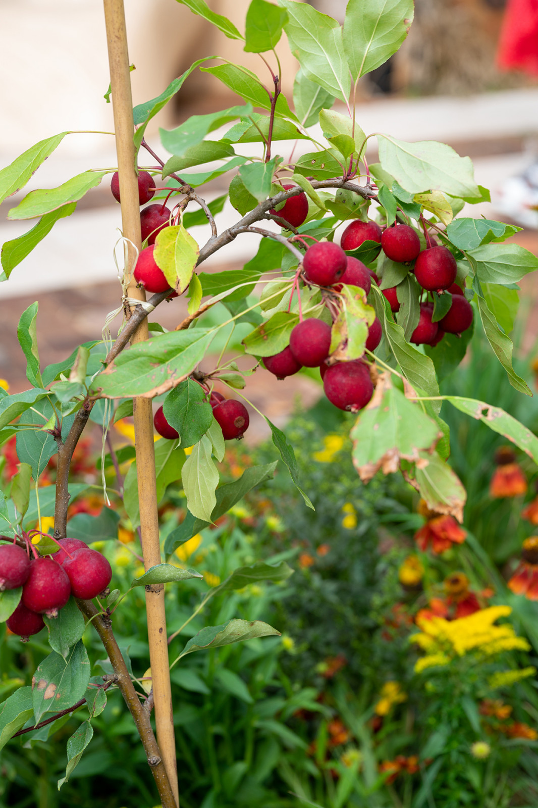 Фотосъемка  "САДЫ и  ЛЮДИ2019"   -  Сад Наследие . ГРАН-ПРИ