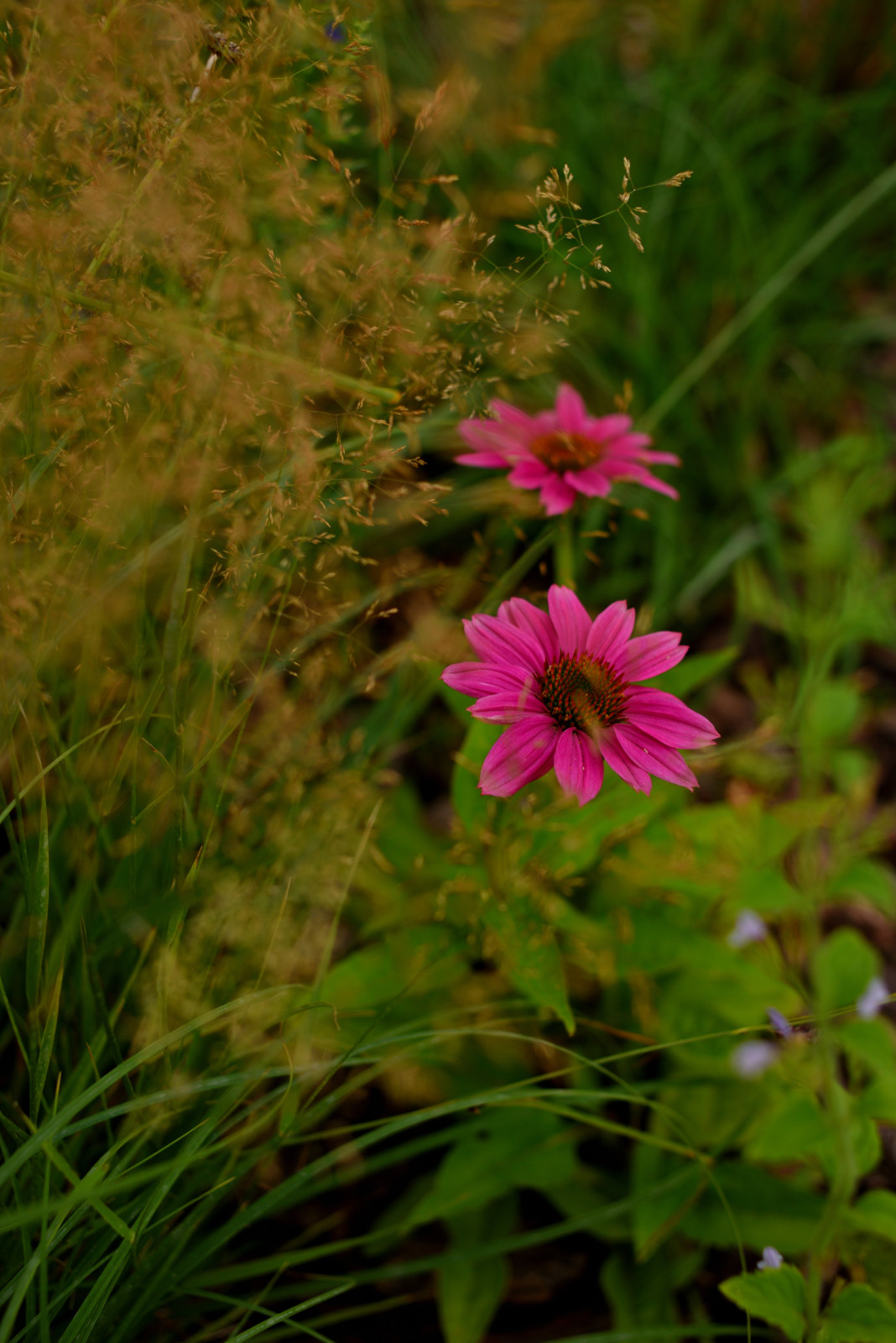 Сад с видом на Волгу