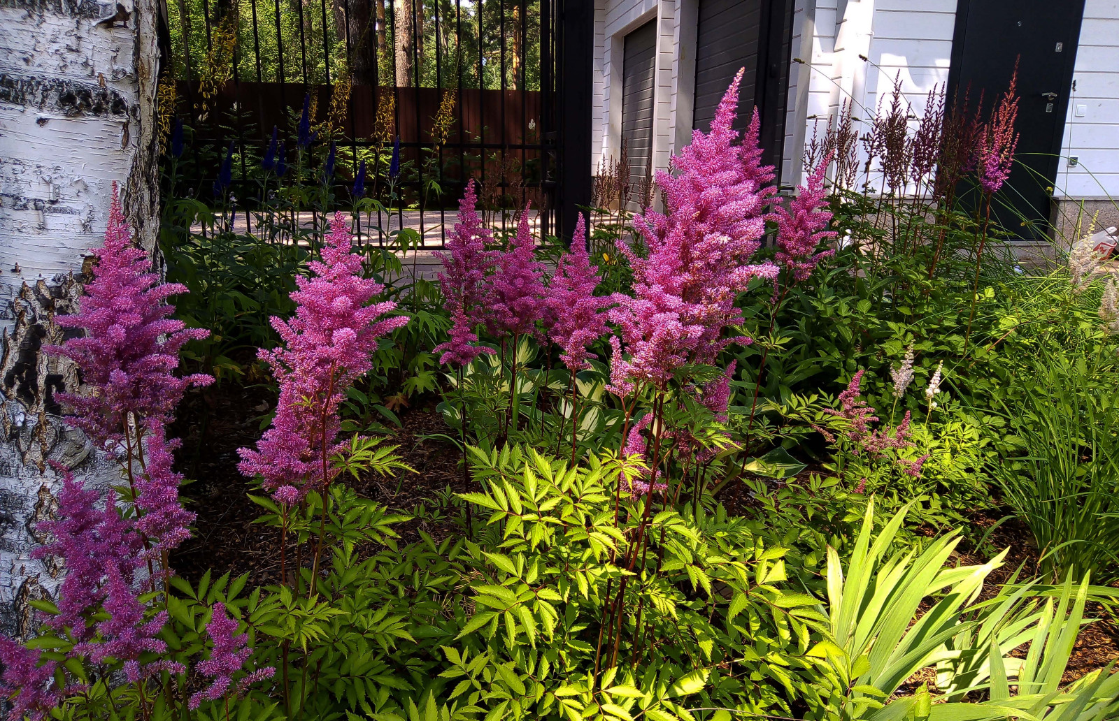 Цветники под пологом леса