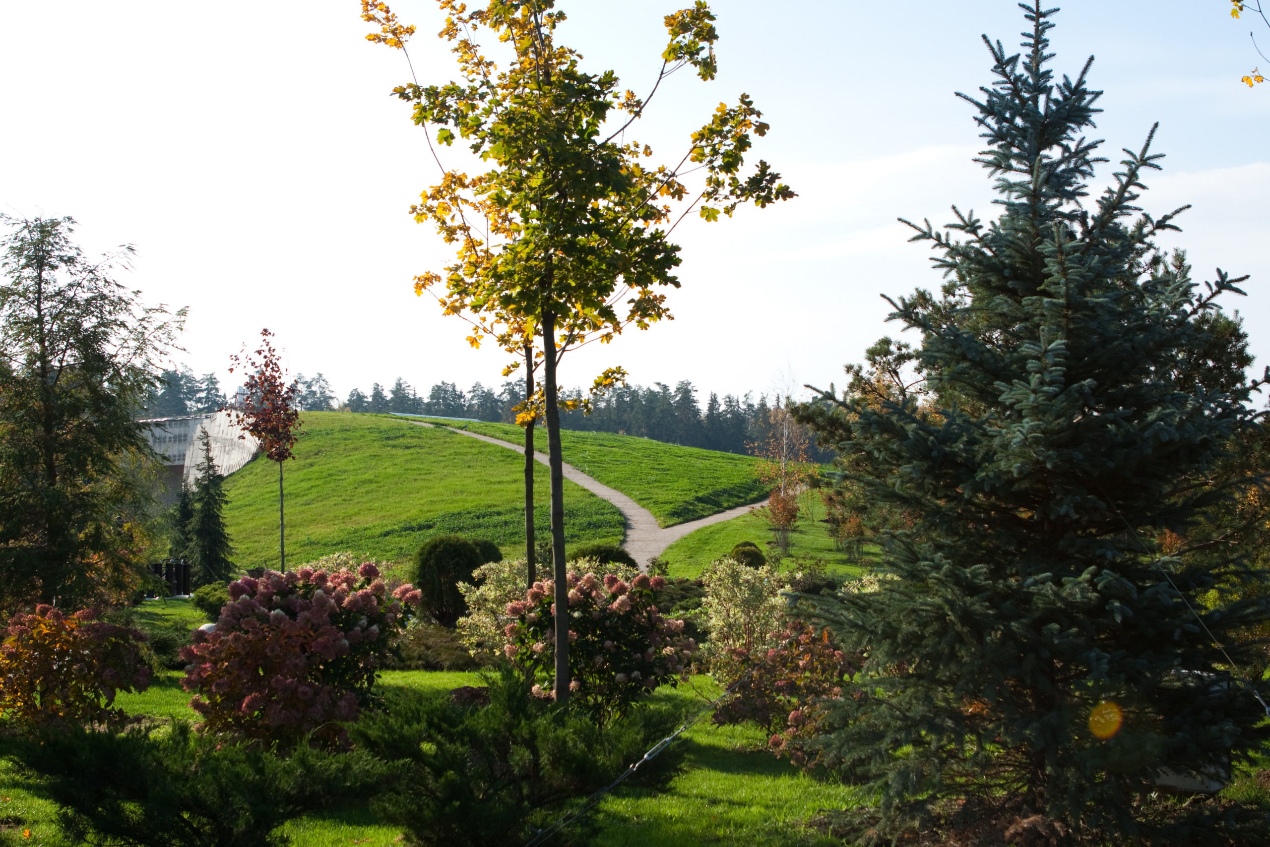 Вопрос: Как правильно выращивать гортензию