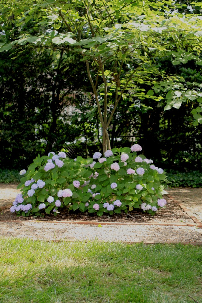 Вопрос: Как правильно выращивать гортензию