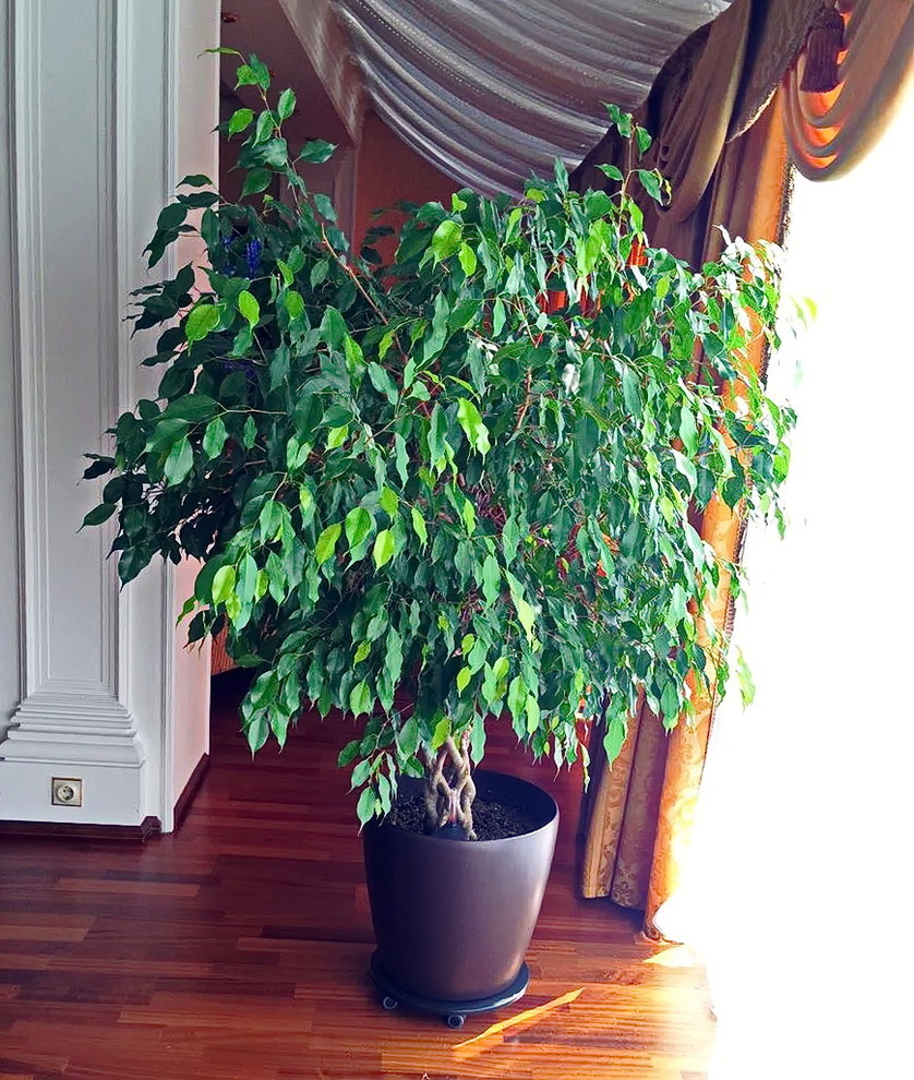 Озеленение частных квартир