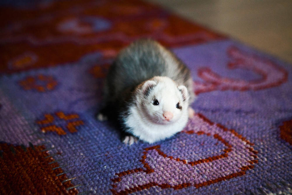 В гостях: Квартира с ярким характером и творческими хозяевами