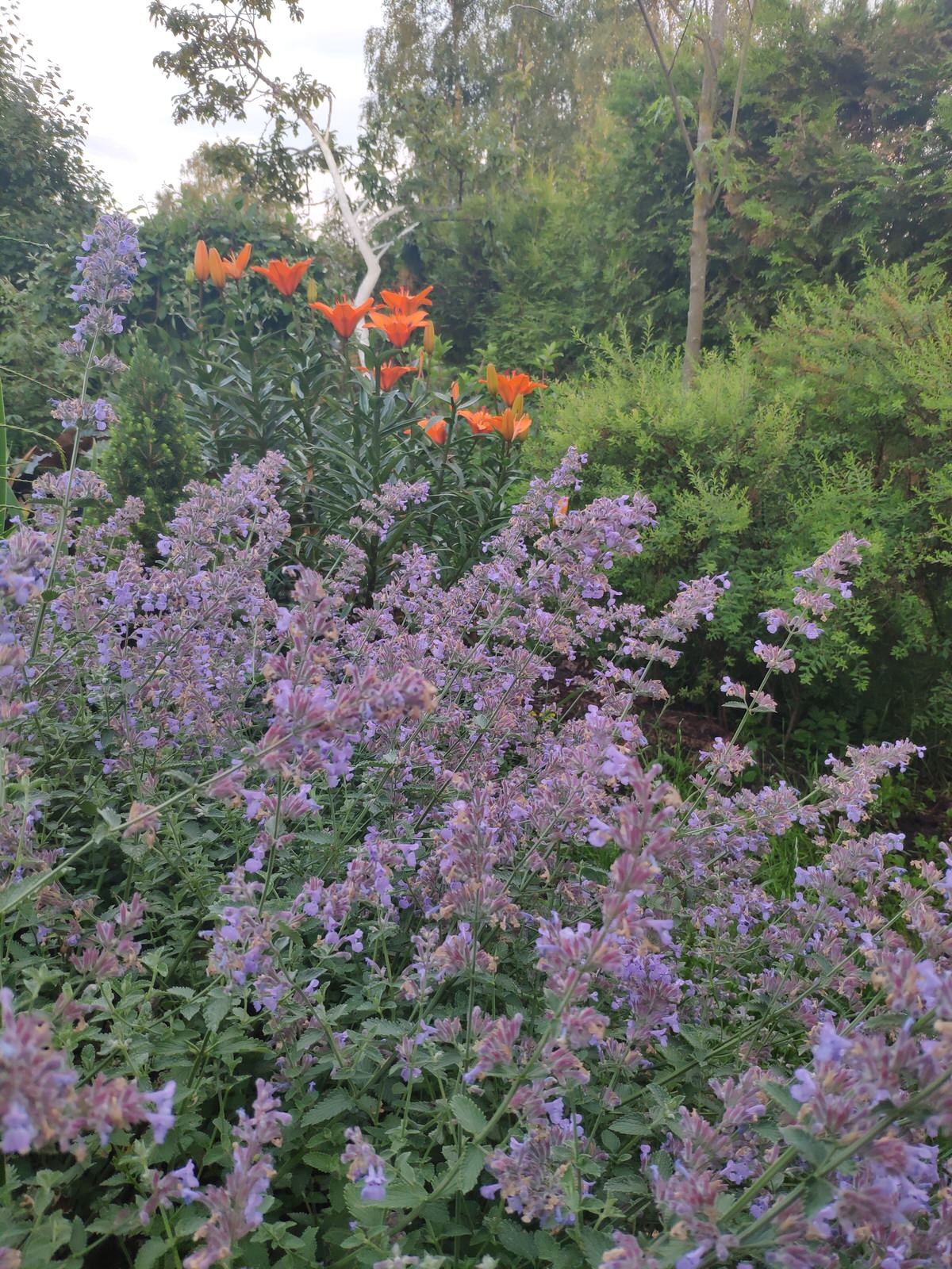 "Экспериментальный" сад любителя растений