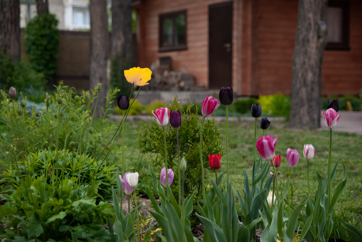 Обложка проекта: Частный сад 8 сот. Проектирование. Реализация