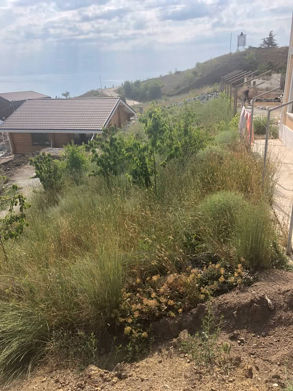 Смоковница