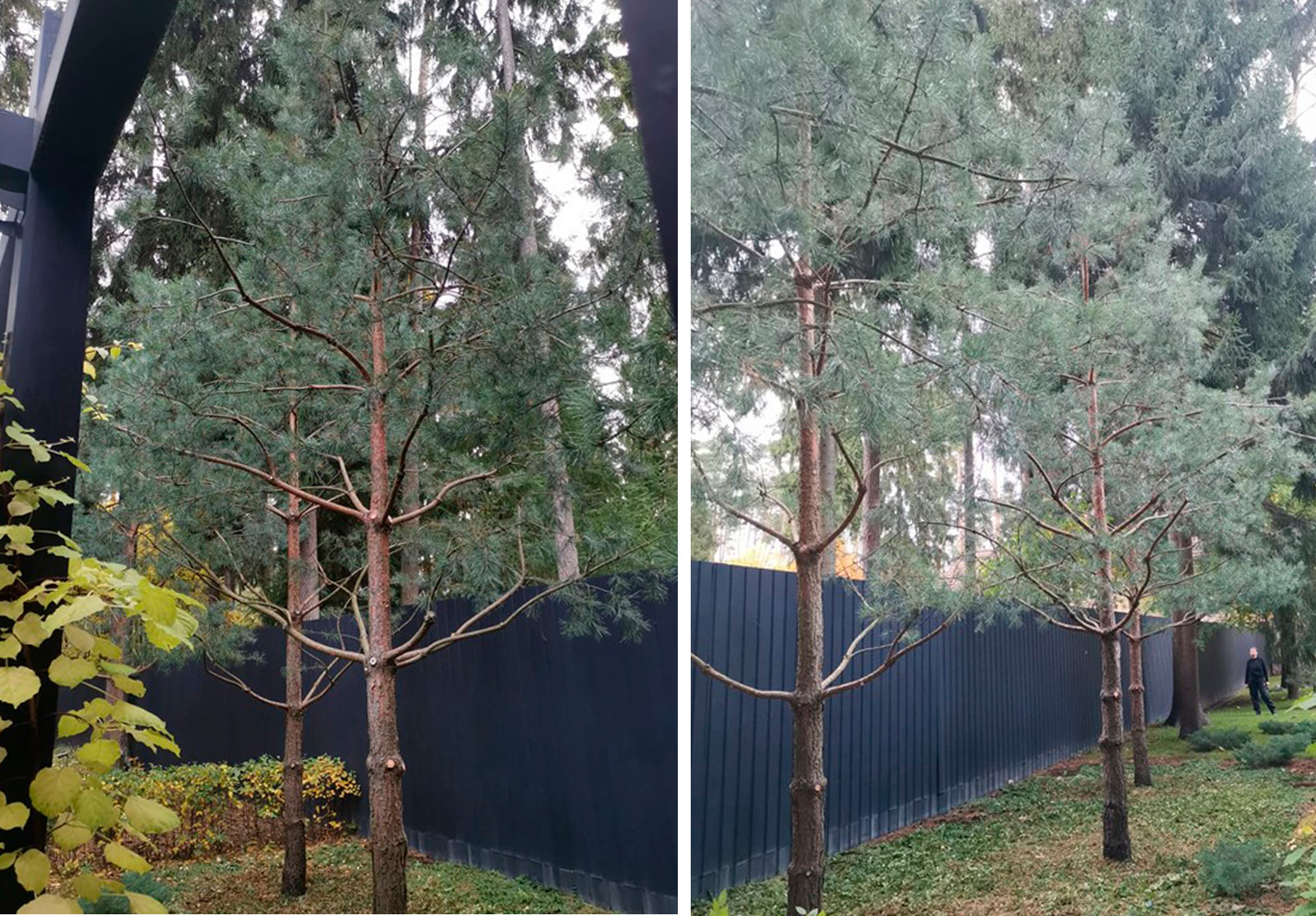 Обложка проекта: Формирующая обрезка хвойных